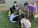 Therapy dogs can also serve as teaching assistants-1