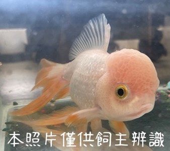 11312268005金魚