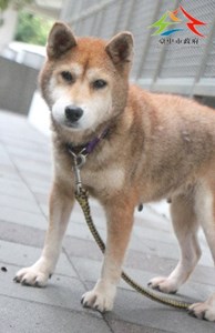 11401180034認養-94
