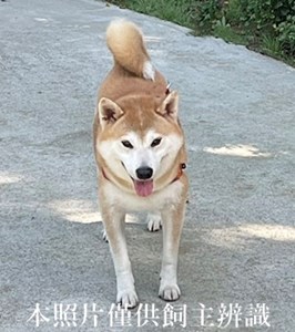 11405130015收Q醬