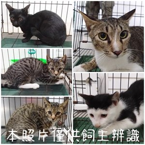 11405146014-18貓
