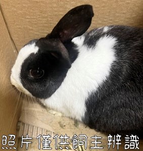 11405168025未_兔