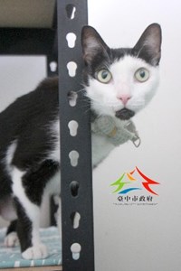 11402130019認養-5