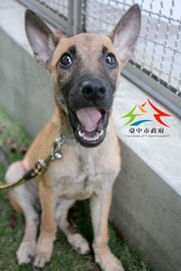 11406096004認養