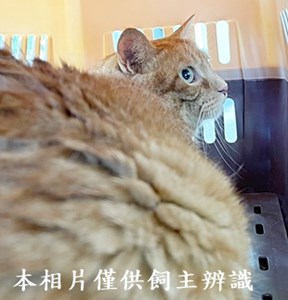 11406230006收棄養奇諾