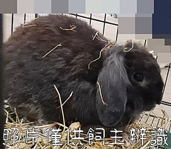 11406278006_動保案件