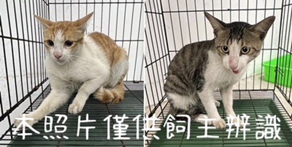 11407016005-6貓