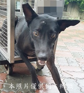 11407110010收-蔡