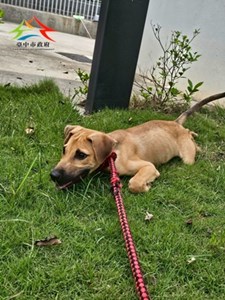 11406160009開
