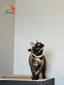 11406090011開