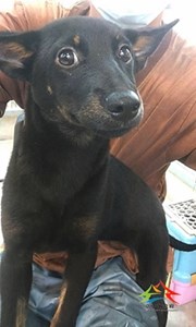 11405018002開