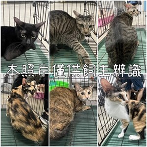 11408066001-6貓