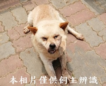 11408230001收P安4公