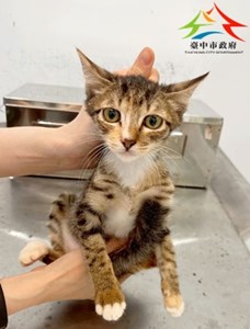 11406228005-可米