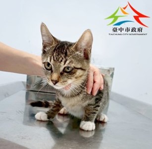 11406118004-可米