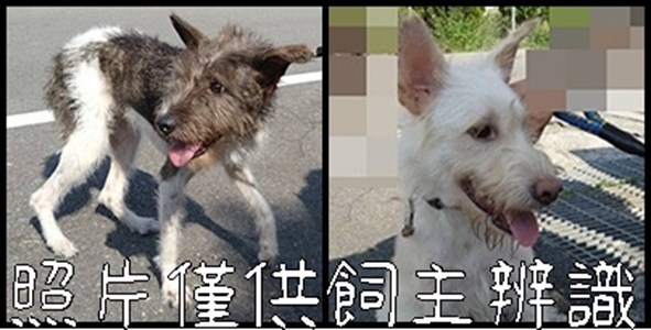 11408256005-6狗