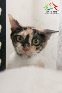 11408066004認養-5