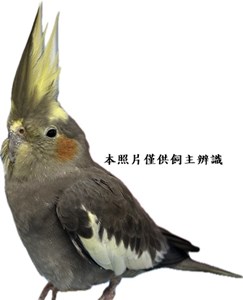 114082980004玄鳳