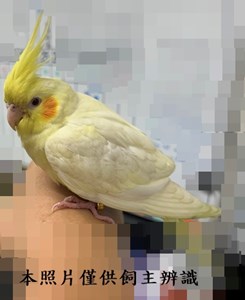 11408298006未
