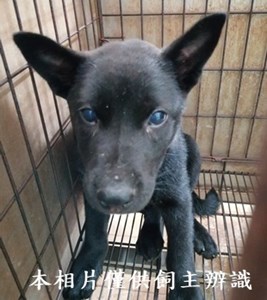 11409080006收幼41母