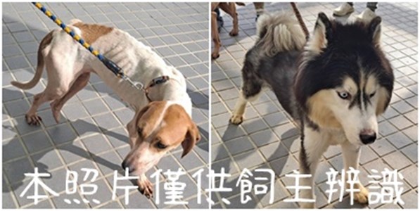 11409096003-4狗
