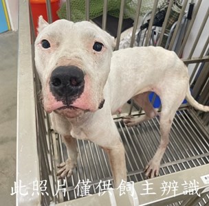 11410066001陳1
