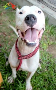 11410066001認養-94