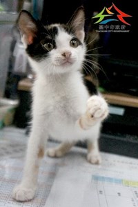 11409018012認養1 (1)