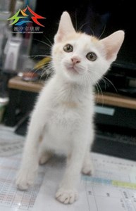 11409018011認養 (2)