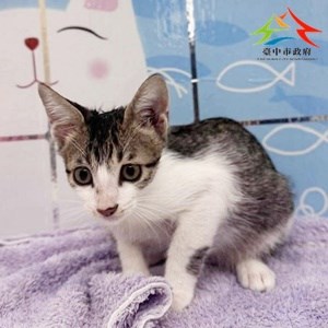 11409198007-尼昂貓