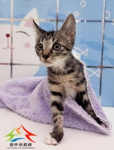 11409198006-尼昂貓