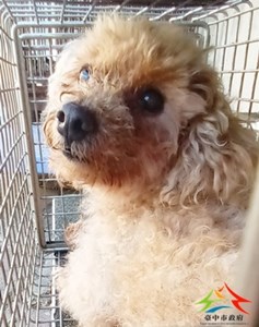 11409220003開-F34-6