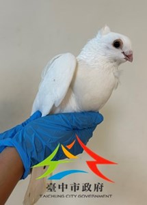 開放認養11411078001