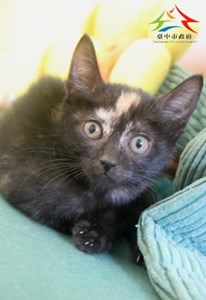 11409188009認養-94