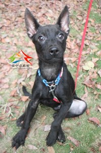 11408078042認養-93