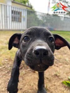 11409298009 東南 (5)