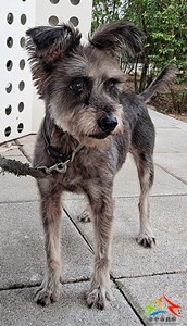 11411080015收-棄-開