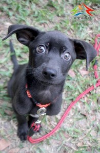 11409188002認養-92