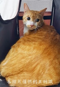 11411250033收-47棄