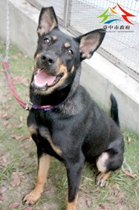 11410166001認養-97