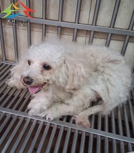 11411100016開-F36-1