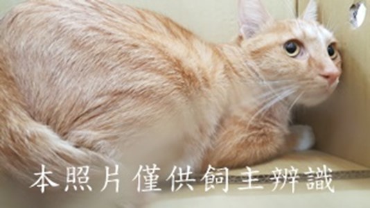 11411290017收-棄養-小橘