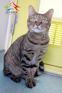 11411240011認養-98