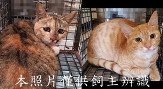 11412060003-4收-tile