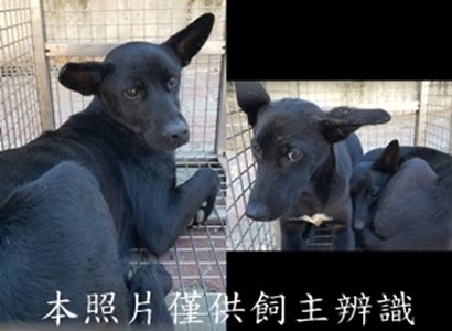 11412060009-11收-tile