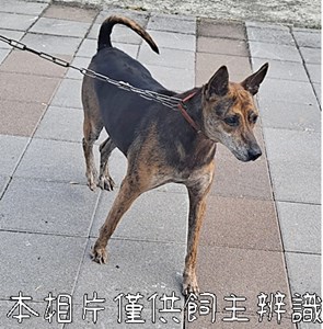 11412196007_棄養_葉乾德