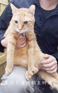 11412220010收-棄橘