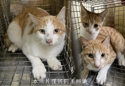 11412220034-36收19-horz