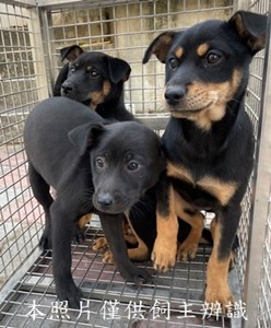 11412300006-8收收C