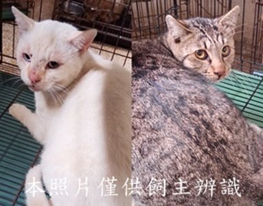 11412310012-13收-tile